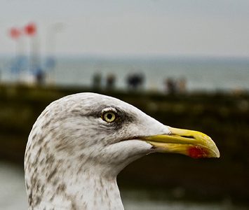 A herring gull on the seafront at Bridlington, one of the gulls that are a constant presence around the harbour and beaches