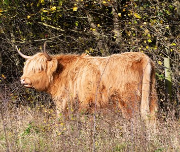 A Highland cow grazing the meadows at Denaby Ings nature reserve, in the Dearne Valley near Doncaster