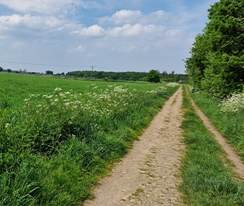 A countryside path edged with wildflowers and hedgerow on the outskirts of Doncaster