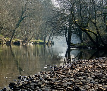 Quiet woodland and a tree-lined river in the countryside near Doncaster