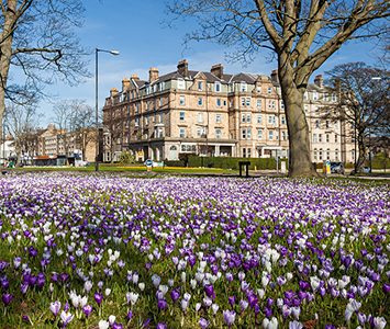 Spring crocuses in bloom across the Stray, the 200 acres of open parkland that rings central Harrogate, with the town's grand stone terraces behind