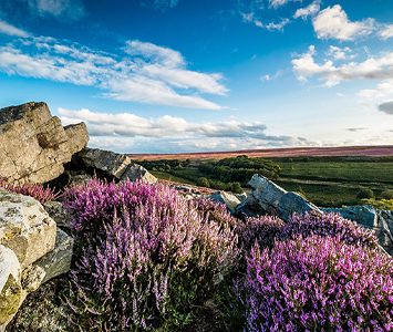 Heather and gritstone outcrops on the open moorland above Nidderdale, in the countryside around Harrogate