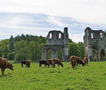 Cattle grazing in the countryside near Roche Abbey, close to Rotherham