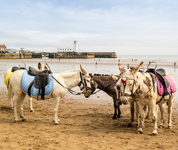 Seaside donkeys on the sands of Scarborough's South Bay, with the harbour breakwater behind — near here on the coast