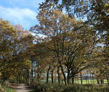 An autumn lane through mature woodland and farmland in the countryside around Selby