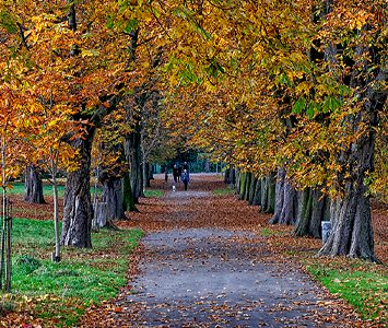 The tree-lined avenue through Thornes Park, the large public park on the western side of Wakefield, in autumn colour