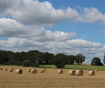 Round straw bales in a harvested field in the countryside around Wakefield, with woodland along the field edge