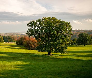 Open parkland in the Wakefield district, a mature oak standing in rolling green countryside on the city's edge